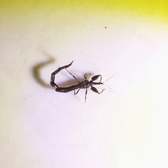 Thysanoptera
