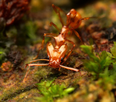 Orectognathus hystrix