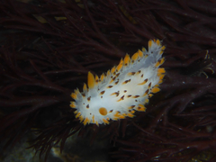Crimora coneja