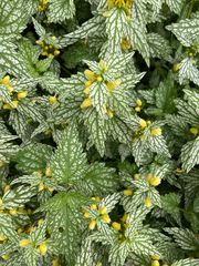 Lamium galeobdolon flavidum