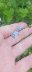 Myosotis imitata