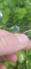 Myosotis imitata