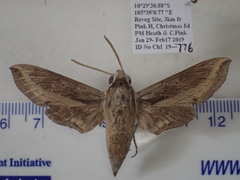 Hippotion velox