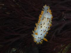 Crimora coneja