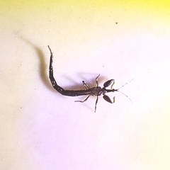 Thysanoptera