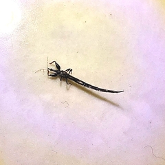 Thysanoptera