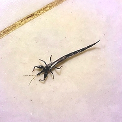 Thysanoptera