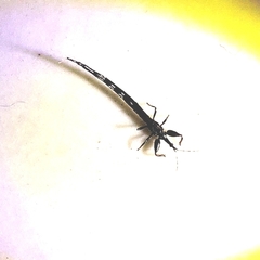 Thysanoptera