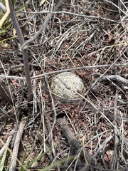 Echinomastus erectocentrus