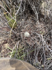 Echinomastus erectocentrus