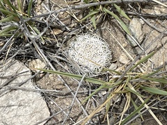 Echinomastus erectocentrus