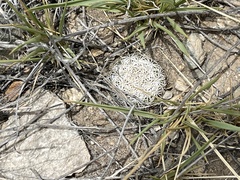 Echinomastus erectocentrus