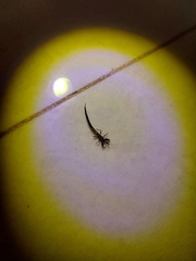 Thysanoptera