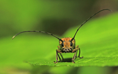 Eutetrapha sedecimpunctata