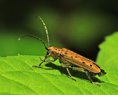 Eutetrapha sedecimpunctata