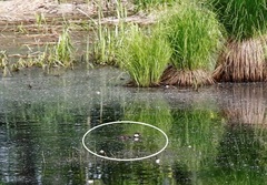Bucephala clangula clangula