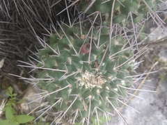 Mammillaria compressa compressa