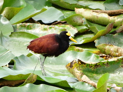 Jacana spinosa