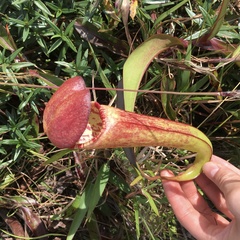 Nepenthes bokorensis