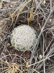 Echinomastus erectocentrus