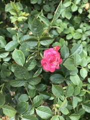 Rosa