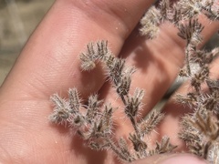 Cryptantha crassisepala