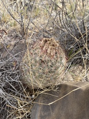 Echinomastus erectocentrus