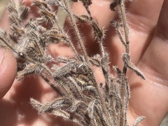 Cryptantha crassisepala