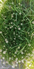 Trifolium repens