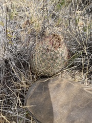 Echinomastus erectocentrus