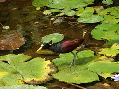 Jacana spinosa