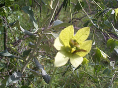 Dalechampia capensis