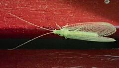 Chrysopa quadripunctata