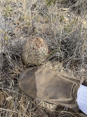 Echinomastus erectocentrus