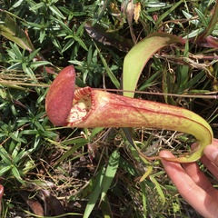 Nepenthes bokorensis