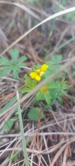 Potentilla flagellaris