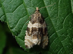 Olethreutes umbrosana