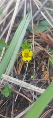 Potentilla flagellaris