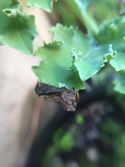 Telamona ampelopsidis
