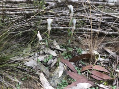 Pterostylis dolichochila