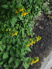 Lysimachia punctata