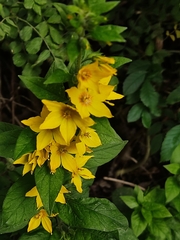 Lysimachia punctata