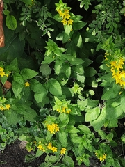 Lysimachia punctata