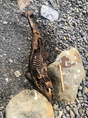 Phocoena phocoena relicta