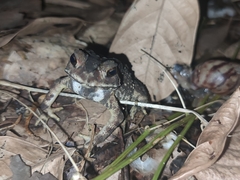 Duttaphrynus melanostictus