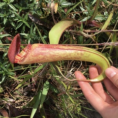 Nepenthes bokorensis