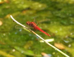 Crocothemis servilia