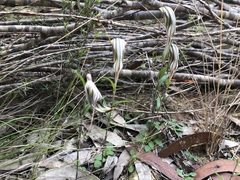 Pterostylis dolichochila