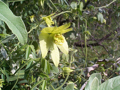 Dalechampia capensis