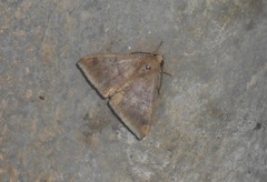 Ophisma